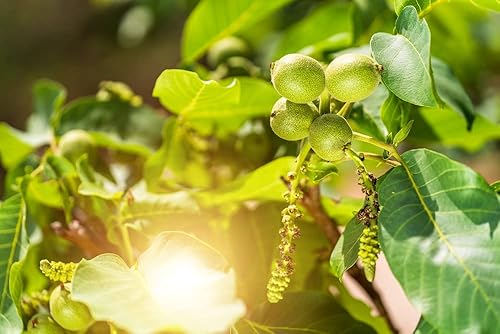 Semillas de bellota de Júpiter para plantar, 2 semillas, nogal enano