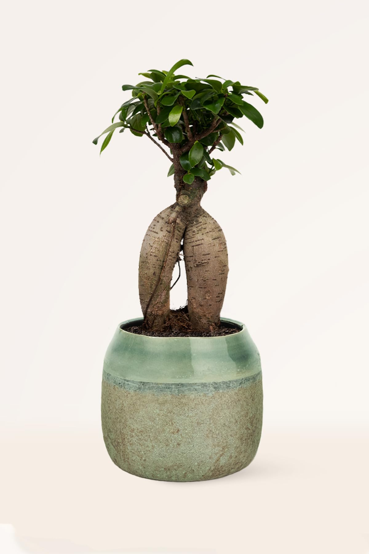 Ficus Ginseng Bonsái - Planta Natural - Interior - April Plants - Altura: 25-30 cm
