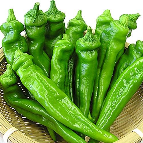 Amazon Co Jp 万願寺とうがらし 接木苗 野菜 接木苗9cmポット 4個セット 大きさと甘さにビックリ とうがらしの中でも最大級の大実で肉厚 柔らかな歯ごたえ 口の中に甘味がひろがります 調理は簡単 こんがり焼いてかつおぶしとしょうゆで味付けするだけでおいしく