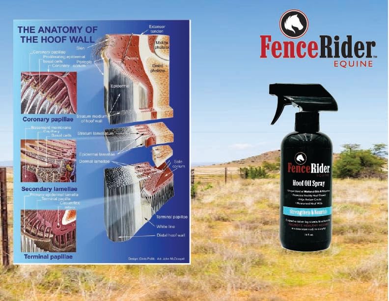 FenceRiderEquine Fence Rider Hoof Oil Spray, Premium Blend of Natural Oils and Nutrients to Balance Hoof Moisture, While Working to Correct Cracks and Counteract Rot. 16 oz Ready to Use (16 oz) - image 4