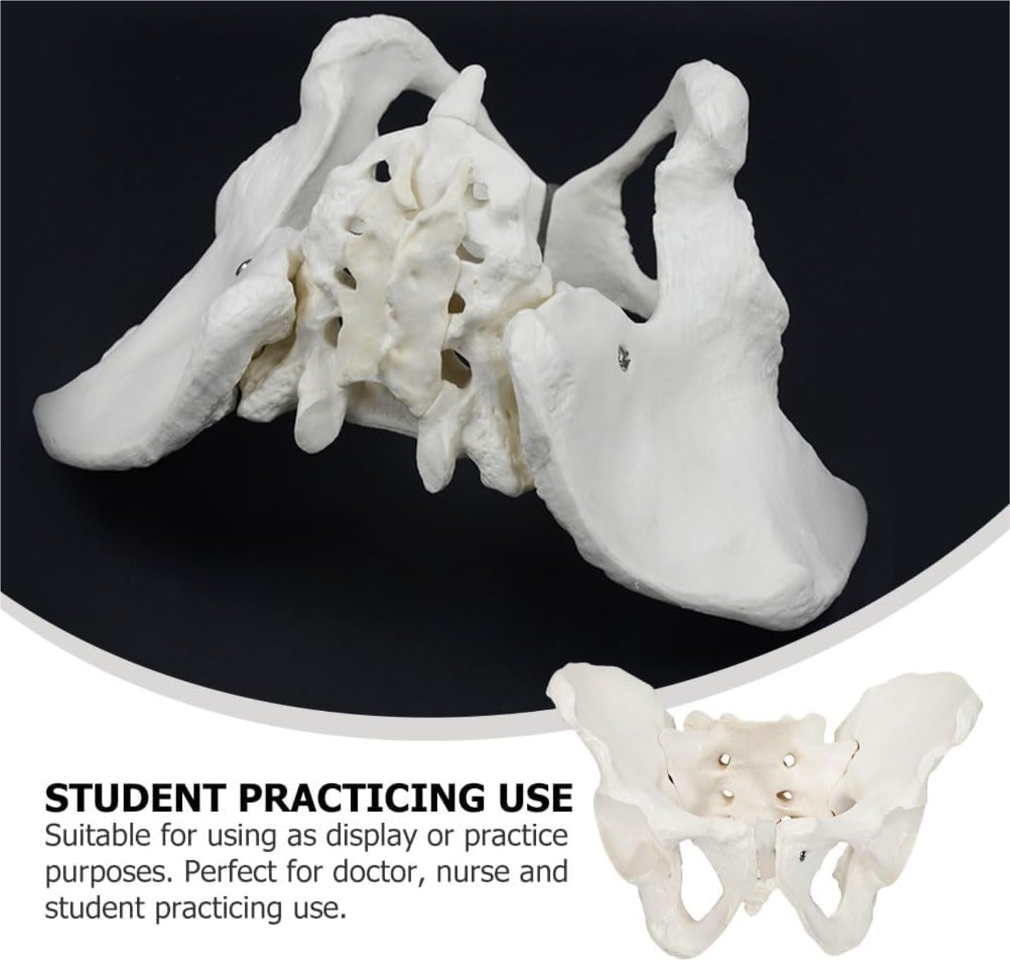 Anatomía De La Educación Modelo De Cuerpo Humano, Anatomía Pélvica Femenina, Modelos Anatómicos, Entrenamiento Cadera Muñeca de Anatomía