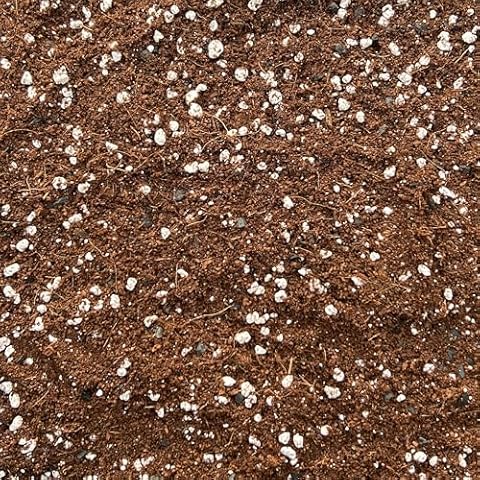 Coco Perlite Mix 70/30 with Biochar Cover