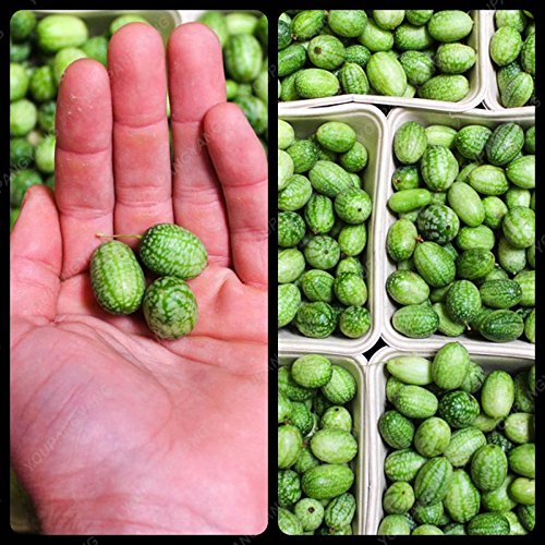 Graines de pastèque pour le pouce Mini pastèque Graines de fruits délicieuses pour le jardin à la maison Paquet de 500 graines