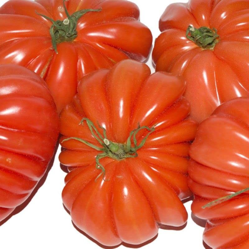 Semillas Tomate Corazón de Buey - Semillas de Huerto - Tomate Grande y muy Sabroso
