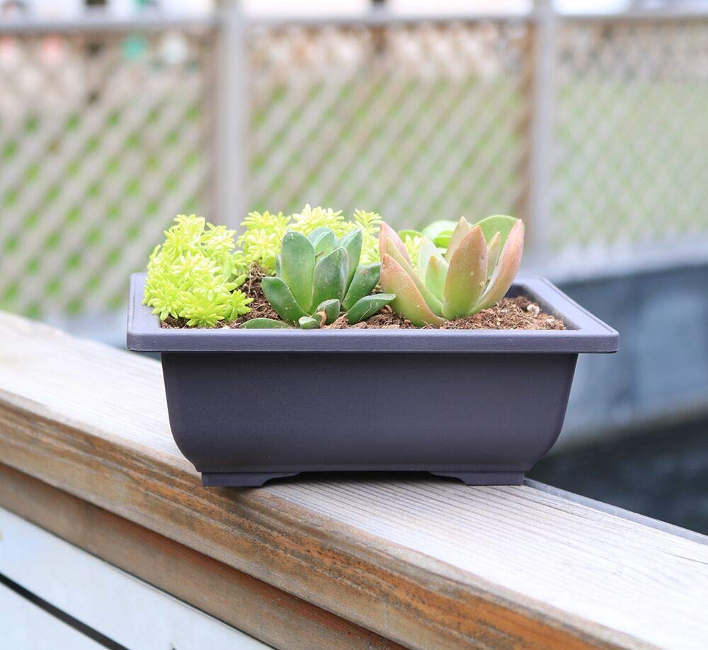 Amazon.com: MUZHI 12PACK RetroStyle Plastic Bonsai Training Pots