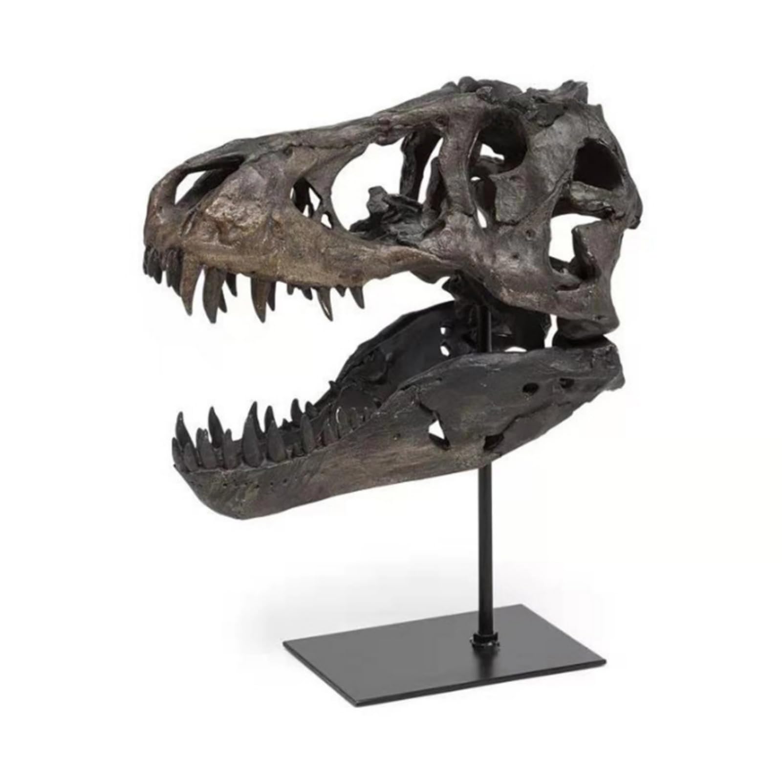 Fósil Dinosaurio Retro