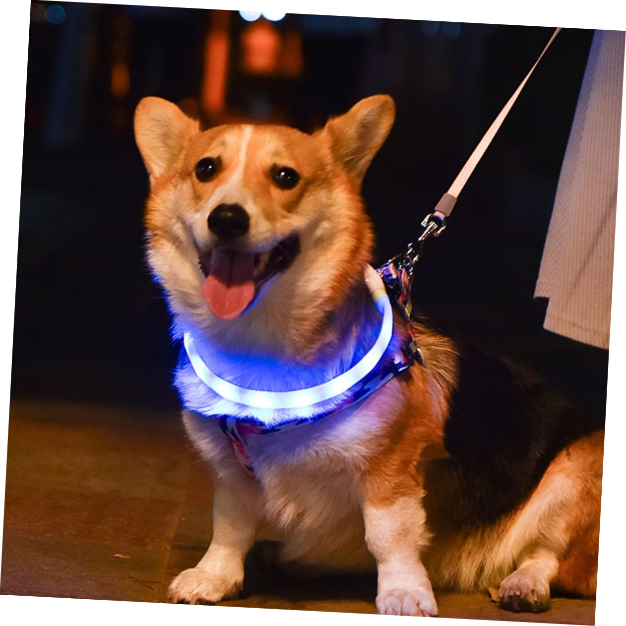 Toddmomy 2ensembles Collier Led Rechargeable Pour Chien Collier Lumineux Usb Pour Animaux De Compagnie Sécurité Et Confort Optimal