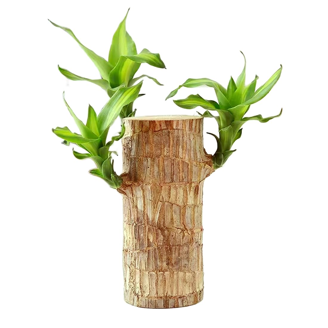FOBHIYA Lucky Brazil Wood Stem Plant, Brazilian Wood Feng Shui Plant for Living Room - (1 Plant) (B0DGMD9SXK) Amazon Price History, Amazon Price Tracker
