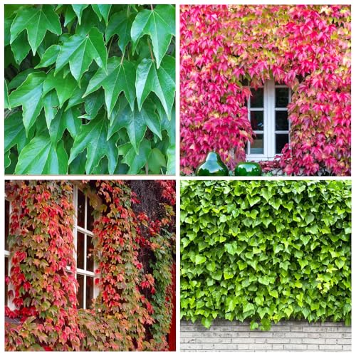 100+ Seed Ivy Vine Liana Green Seeds for Planting Outdoors Vines Climbing Ground Creeping Plants Bonsai Home