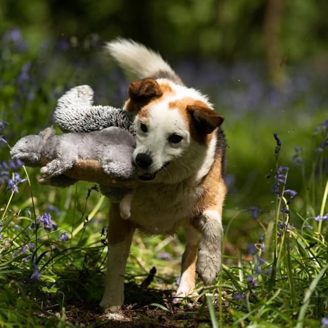 Foto 6 de 6 de Petface Cyril The Squirrel - Juguete de Peluche para Perro con chirriador Integrado (Paquete de 1)