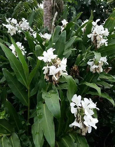 2 White Hedychium Coronarium Rhizomes