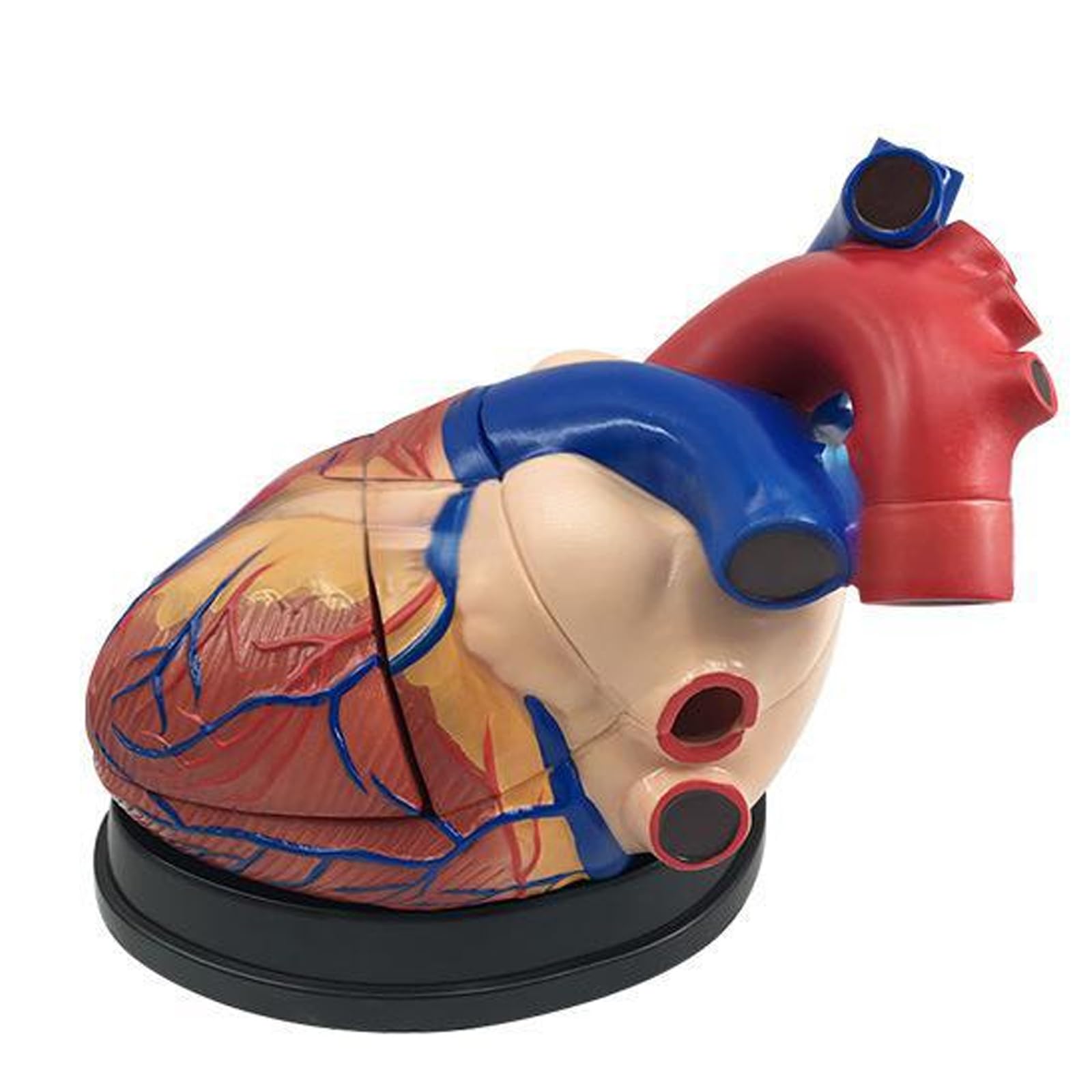 Modelo de corazón humano anatómico en tamaño 3x con piezas desmontables