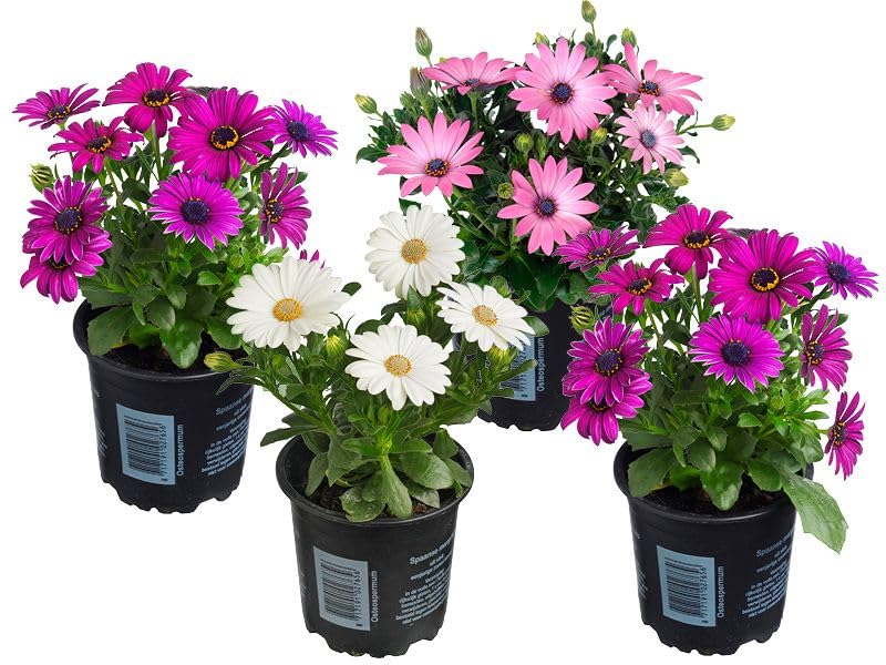Set de 4 Unidades de Margaritas Plantas Naturales para el Jardín