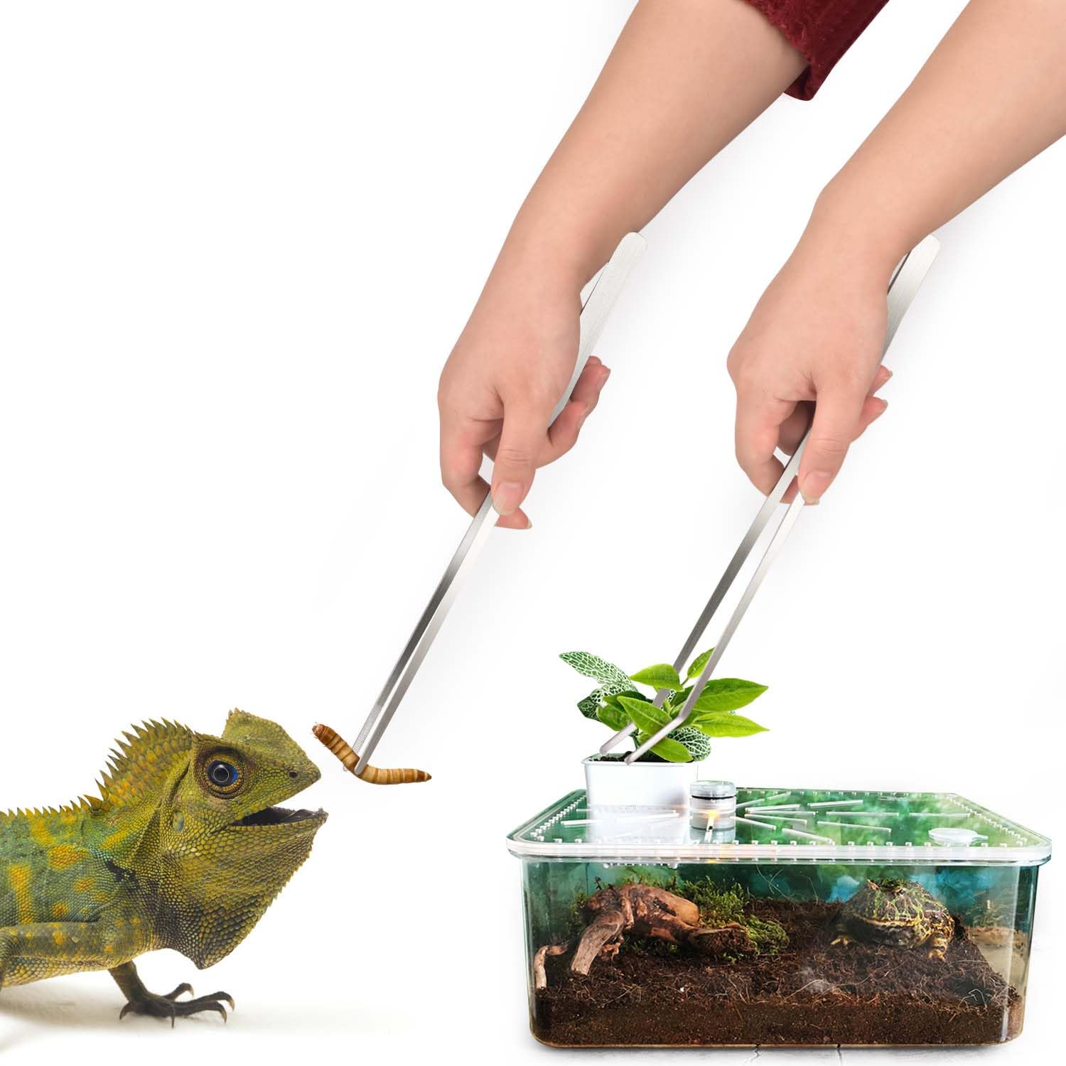 27cm Reptielen Voedertang, Regenboog Kleur Aquarium Pincet Roestvrijstalen Vissenkom Lange Pincet, Aquascaping Gereedschap voor Hold Wormen, Reptielen, Hagedissen, Baardagaam(Rechte clip van 27 cm