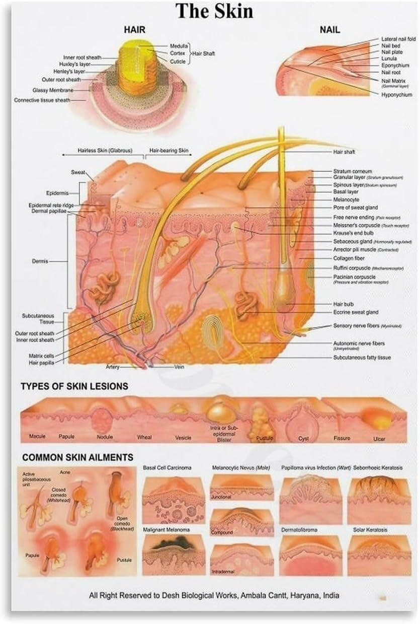 JRBJWYVV Skin Anatomy Poster Educational Wall-Art Canvas Print for Science Classroom Biology Study Room Clinic Decor(Framed,08x12inch(20x30cm))