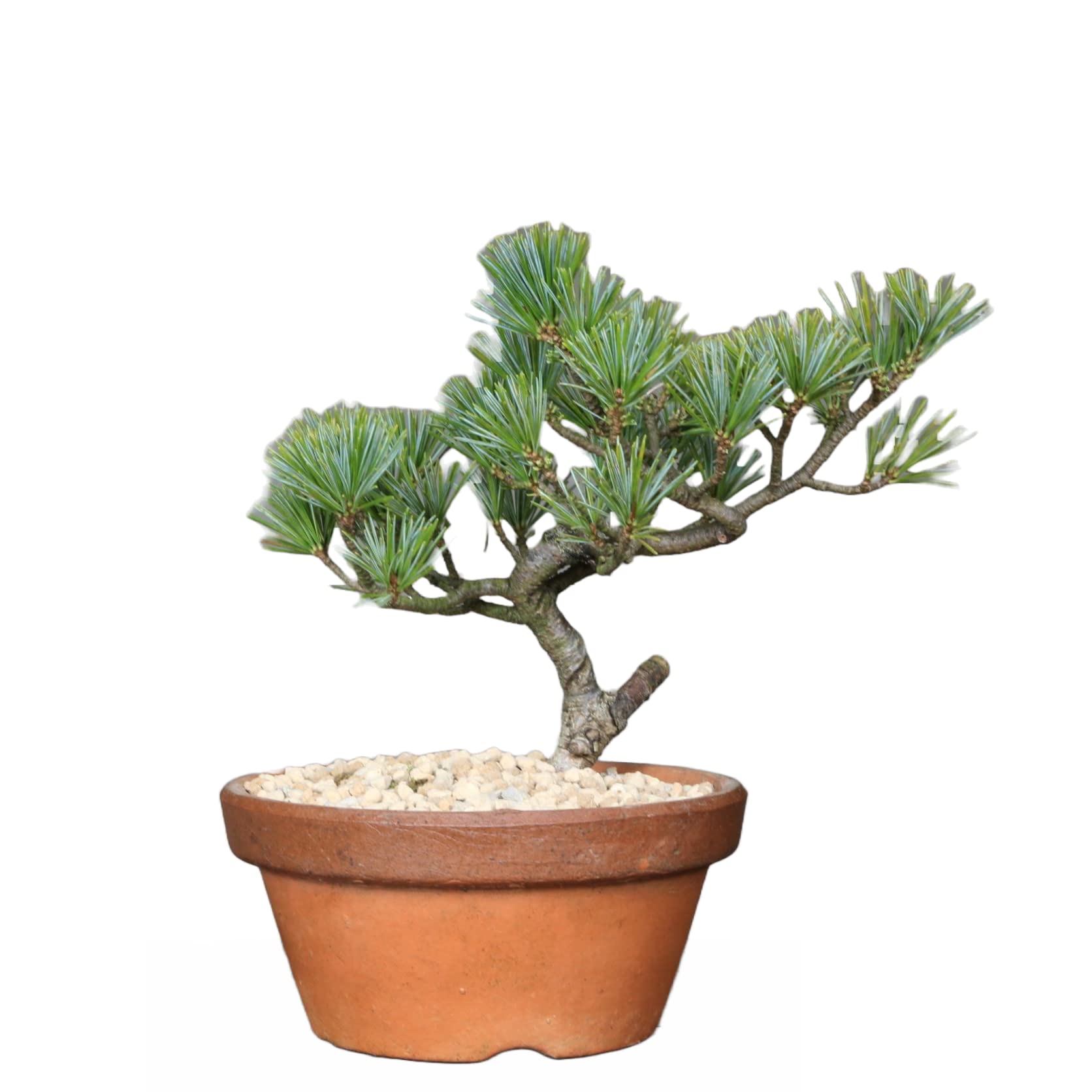 8686 五葉松　葉性抜群　超整　サイズ感抜群　樹高45cm 8686 五葉松 葉性抜群 超整 サイズ感抜群 樹高45cm 8686様専用 五葉松