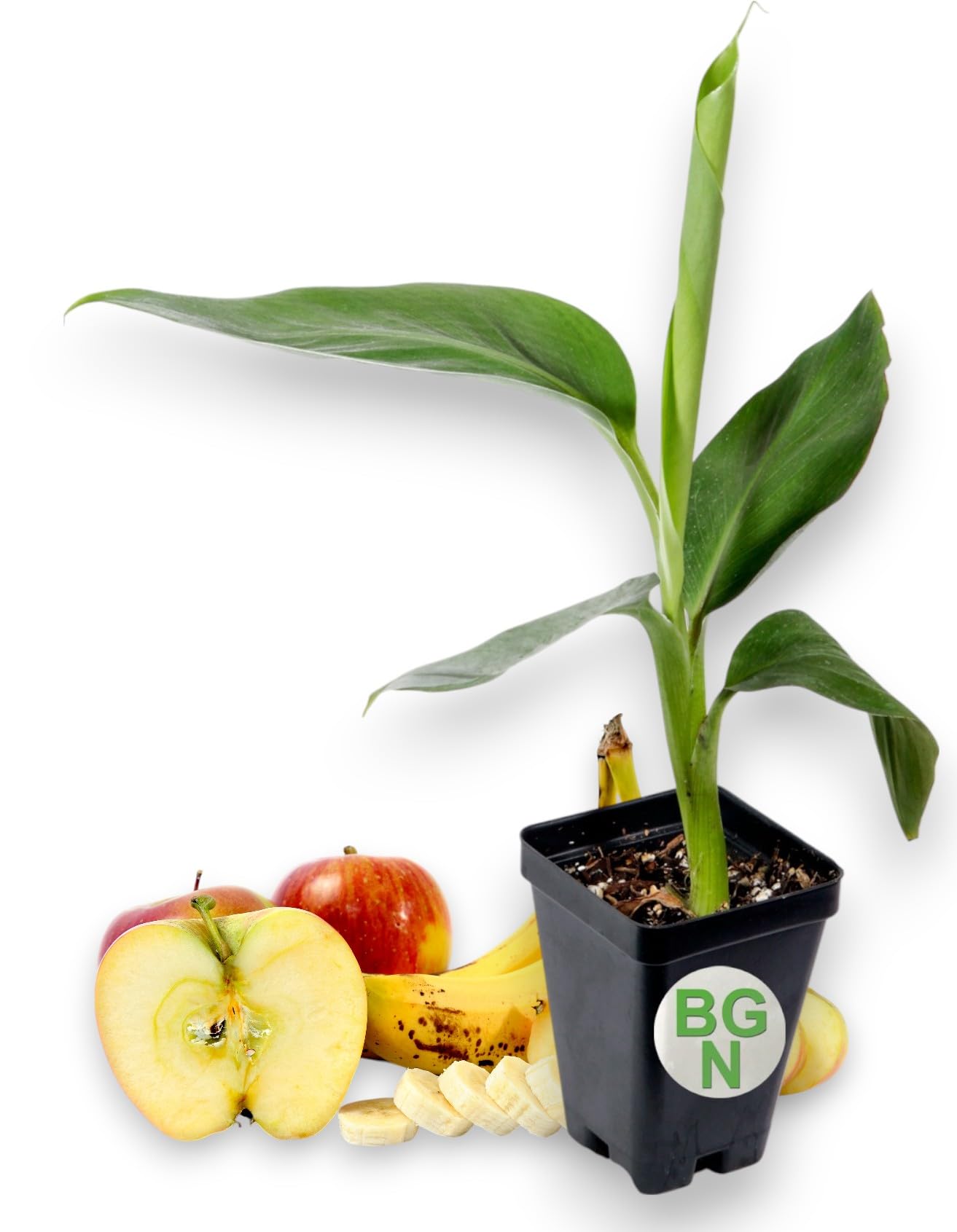 Goldfinger Dwarf Banana Plant Tree - Fhia-01 - Goldfinger Desert Banana