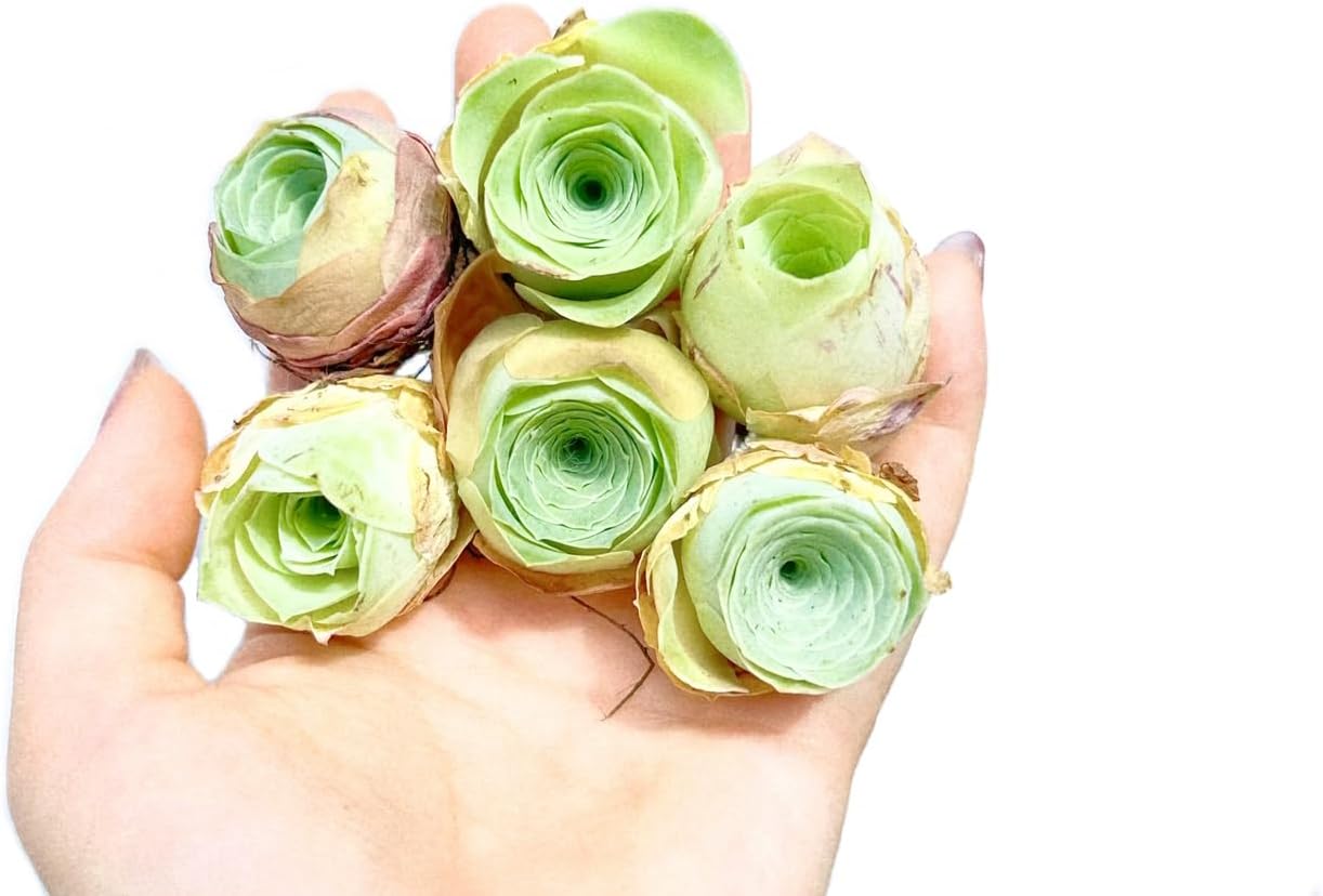 Two Greenovia Mix - Mountain Rose - Live Exotic Succulent Plant - Pack of 2 (Small)