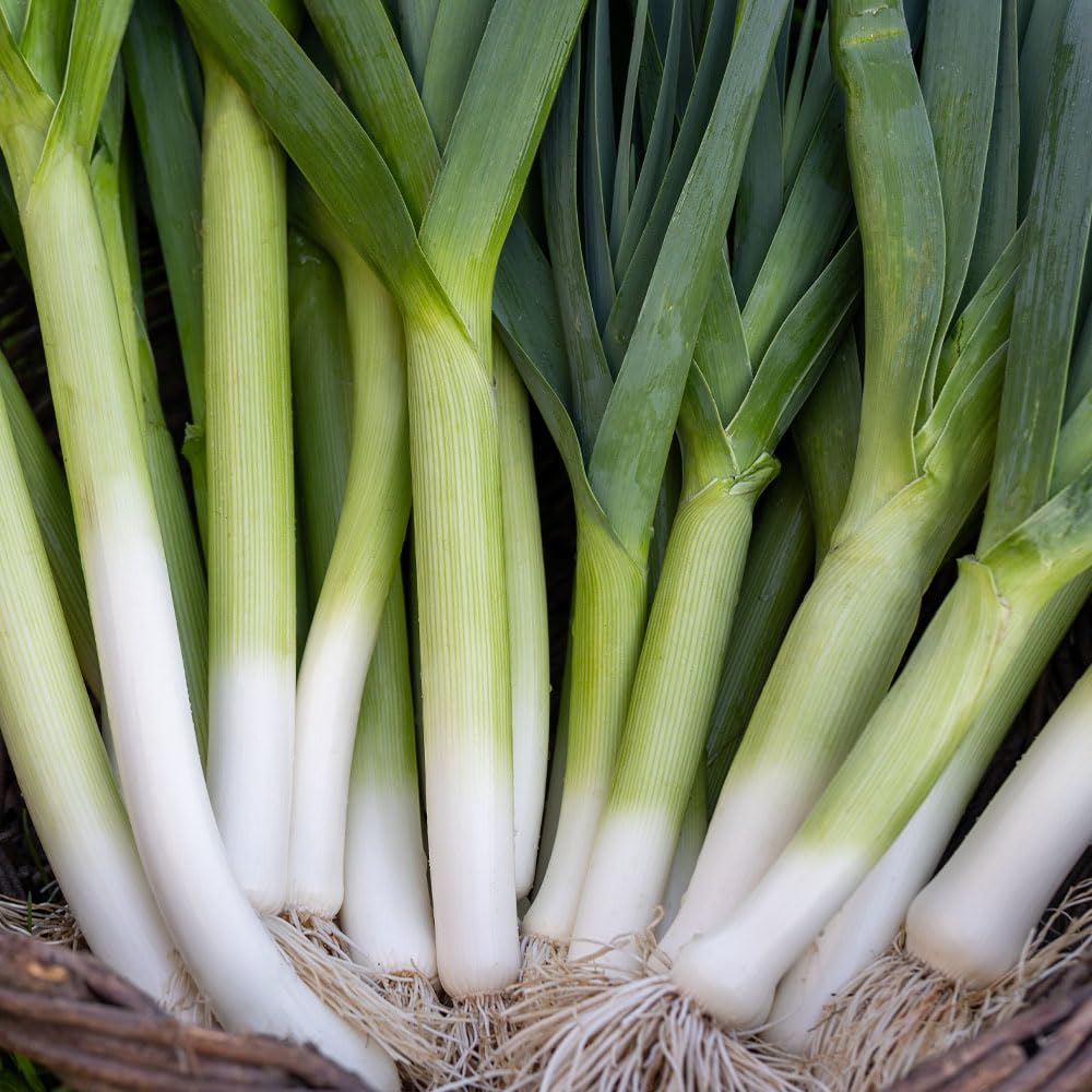 Leek Warwick F1 Seeds – A Vigorous & Reliable First Early Variety – for Your Beautiful Kitchen Garden