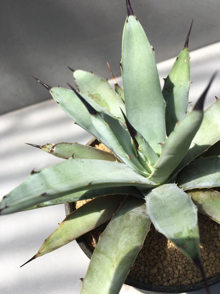 Amazon.co.jp: アガベ マクロアカンサ（Agave macroacantha） 黒刺