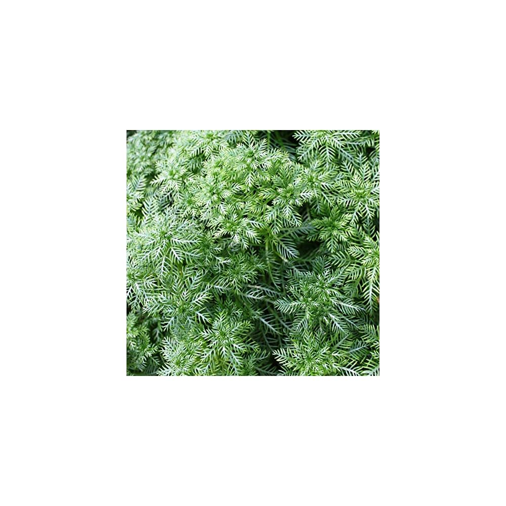 Welse im Aquarium halten Aquaristikwelt