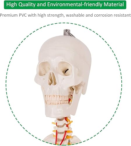 Miniatura 7 de Giantex Modelo de esqueleto de tamaño real de 70.8 pulgadas, con soporte de rodillo, 2 ruedas con freno, piezas extraíbles, póster anatómico y