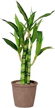 1 PC Lucky Bamboo, Fake Plants Artificial Green Simulation Plant Potted Home Office Hotel Lobby Decoration Green Plants Home Decoration Artificial Plants 17.72x4.53x4.53in