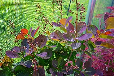 スモークツリー あけぼの 庭木 落葉樹 低木 植木 Amazon