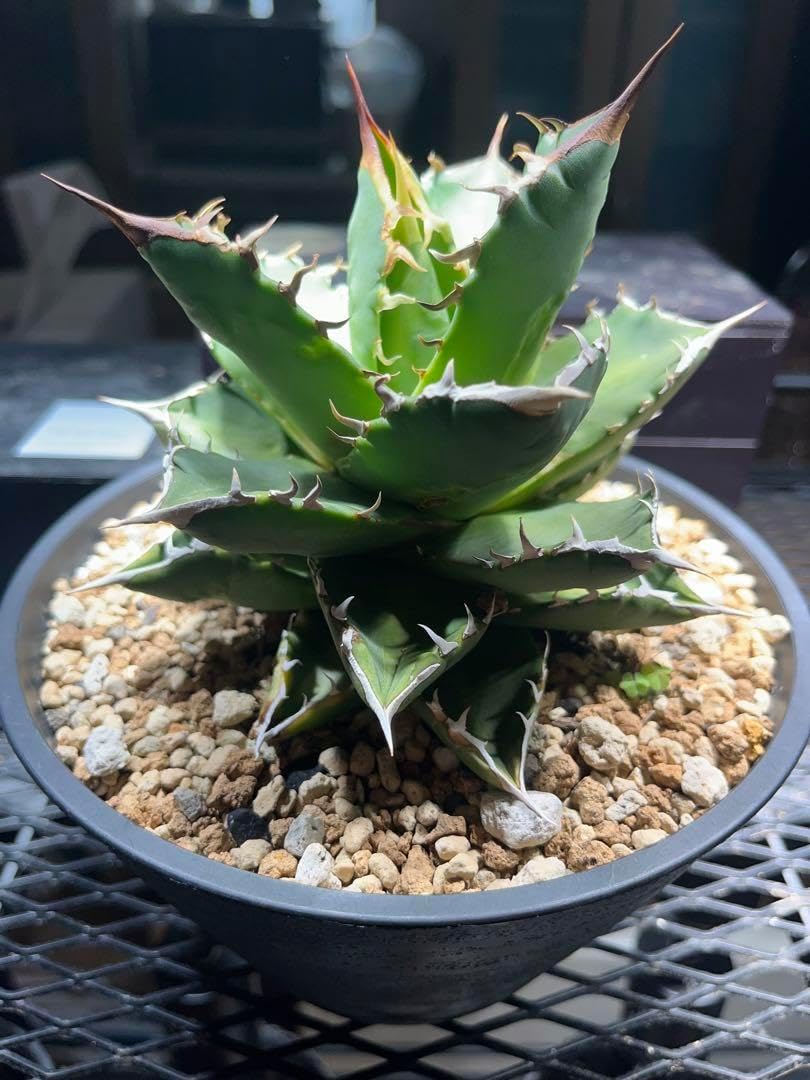 【アガベ】姫厳竜　ベアルート アガベ チタノタ 姫厳竜 ベアルート株 アガベ チタノタ 姫厳竜