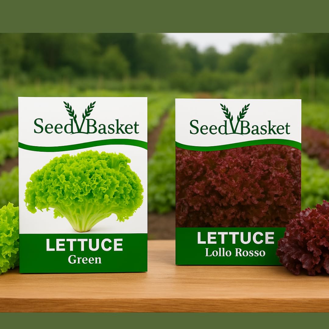 SeedBasket Lettuce Seeds Pack of 2 – Green & Red Varieties | Fresh Garden Leafy Vegetable Seeds for Home Gardening, Terrace, Balcony & Kitchen Garden | 400 Seeds