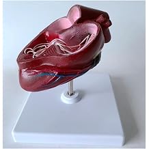 Canine Dog Heart Anatomical Model, Dog Heartworm Anatomy Model with Base, Animal Organ Teaching Aid, for Veterinary Science Study Education