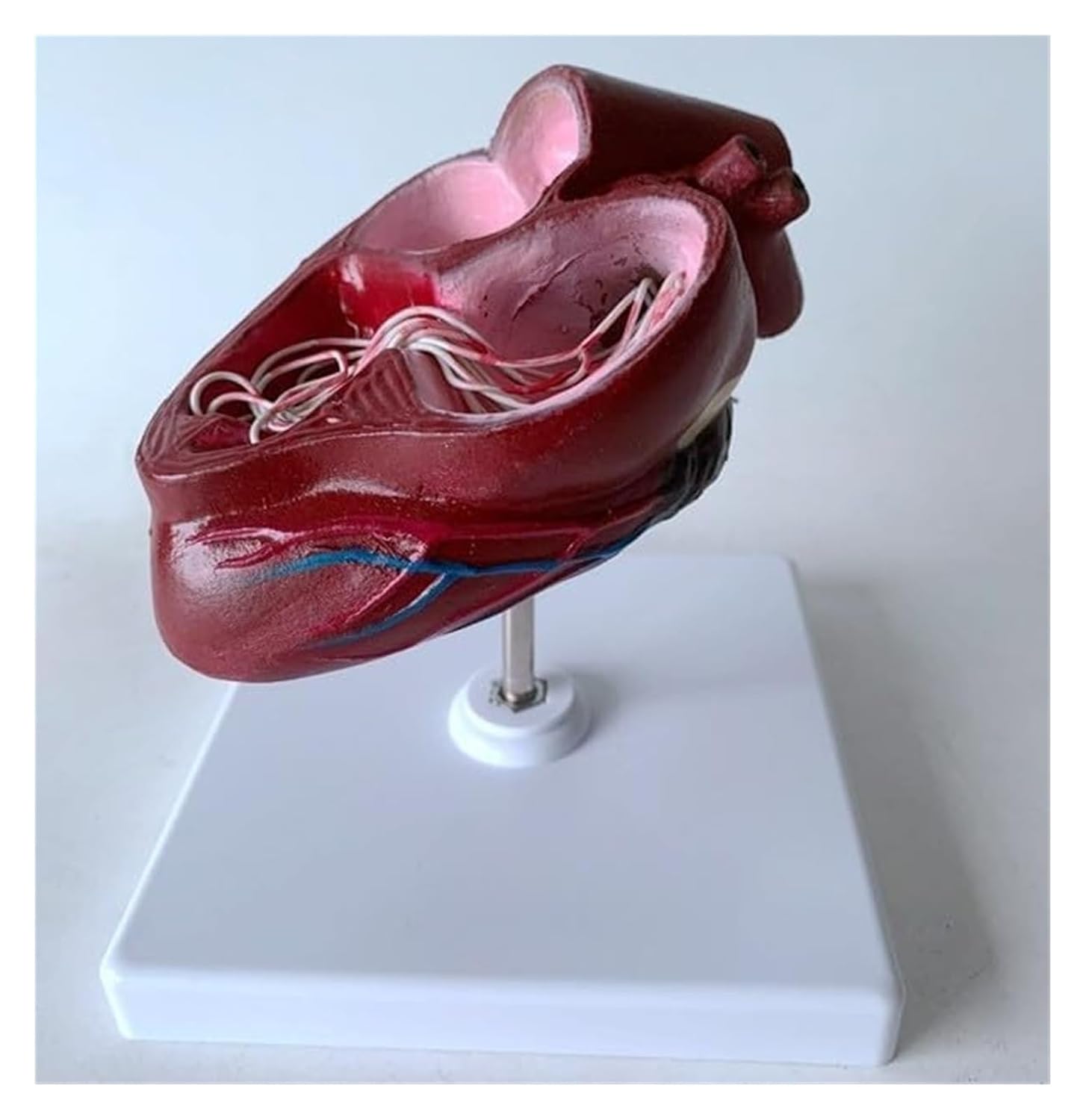 Canine Dog Heart Anatomical Model, Dog Heartworm Anatomy Model with Base, Animal Organ Teaching Aid, for Veterinary Science Study Education