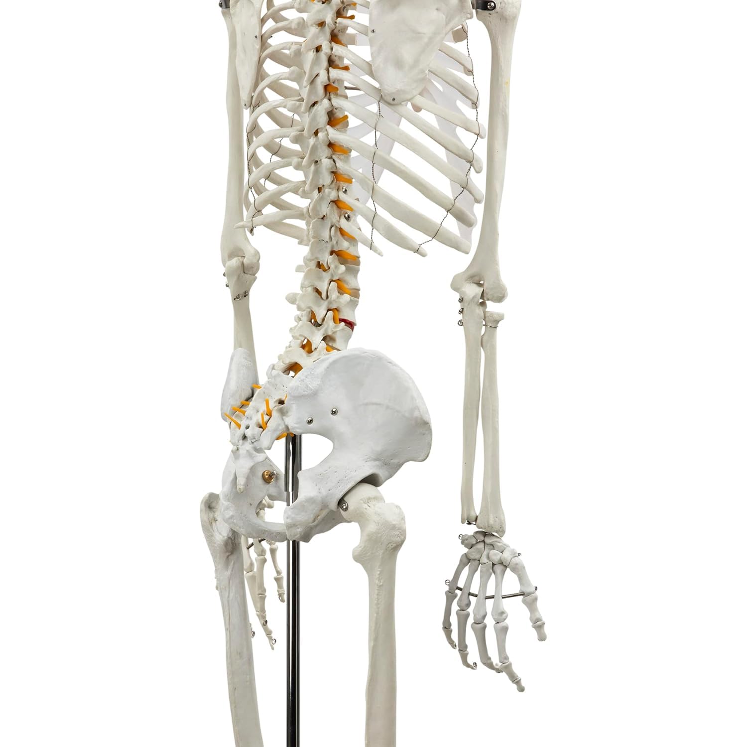 Model szkieletu ludzkiego naturalnej wielkości o długości 180 cm – szkielet anatomiczny składający się z 206 kości
