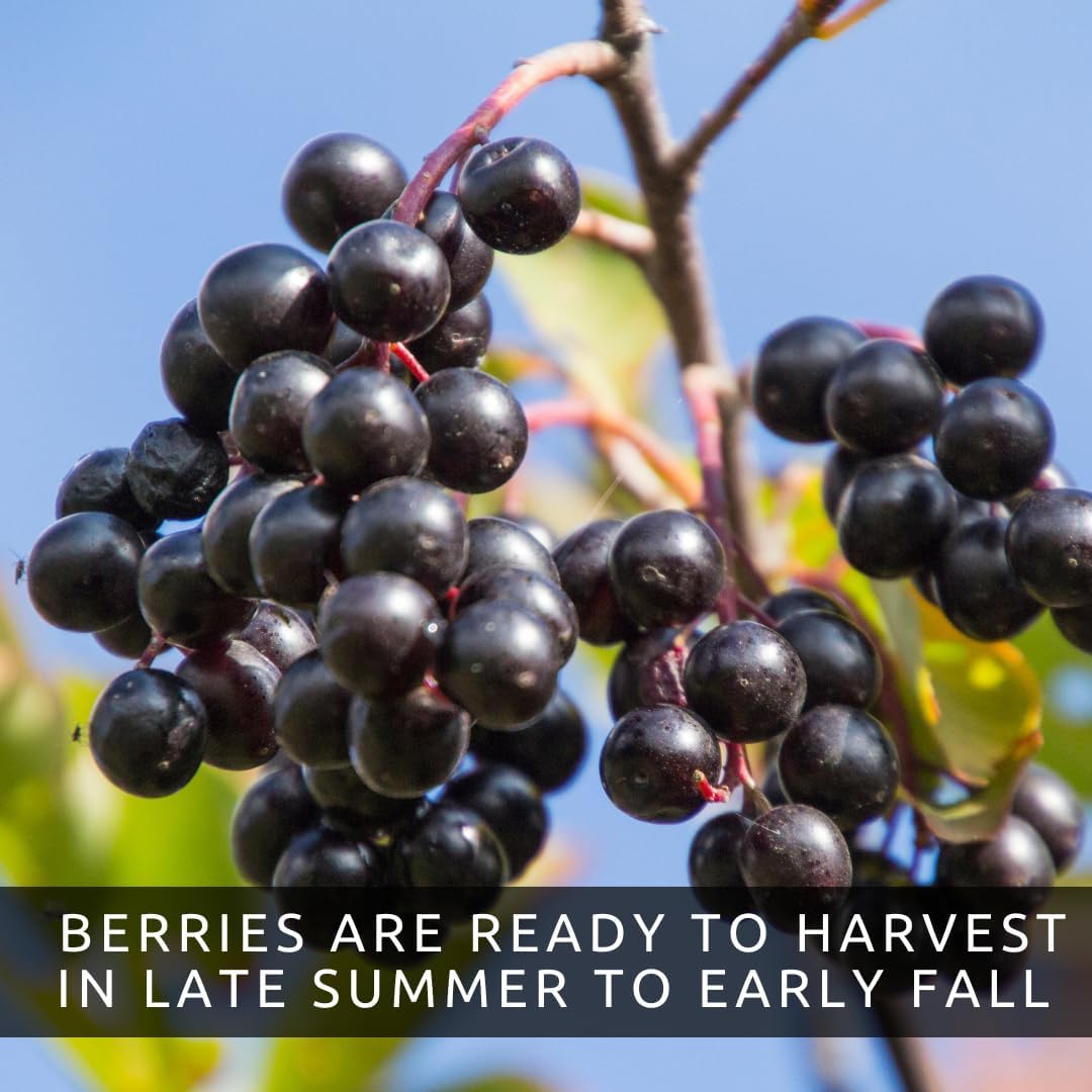 100 Black Chokeberry Seeds – Aronia Melanocarpa – Grow Your Own Antioxidant-Rich Superfood Berry Tree – Hardy, Fast-Growing, Ideal for Garden or Container Planting - Image 5