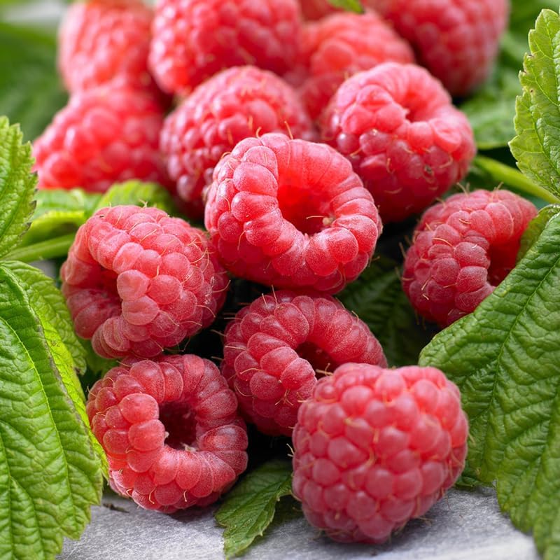 Heritage Raspberry Plant Live for Planting, 16-22 Inch Tall, Red Raspberry Bushes Live Plants, Raspberry Fruit Tree