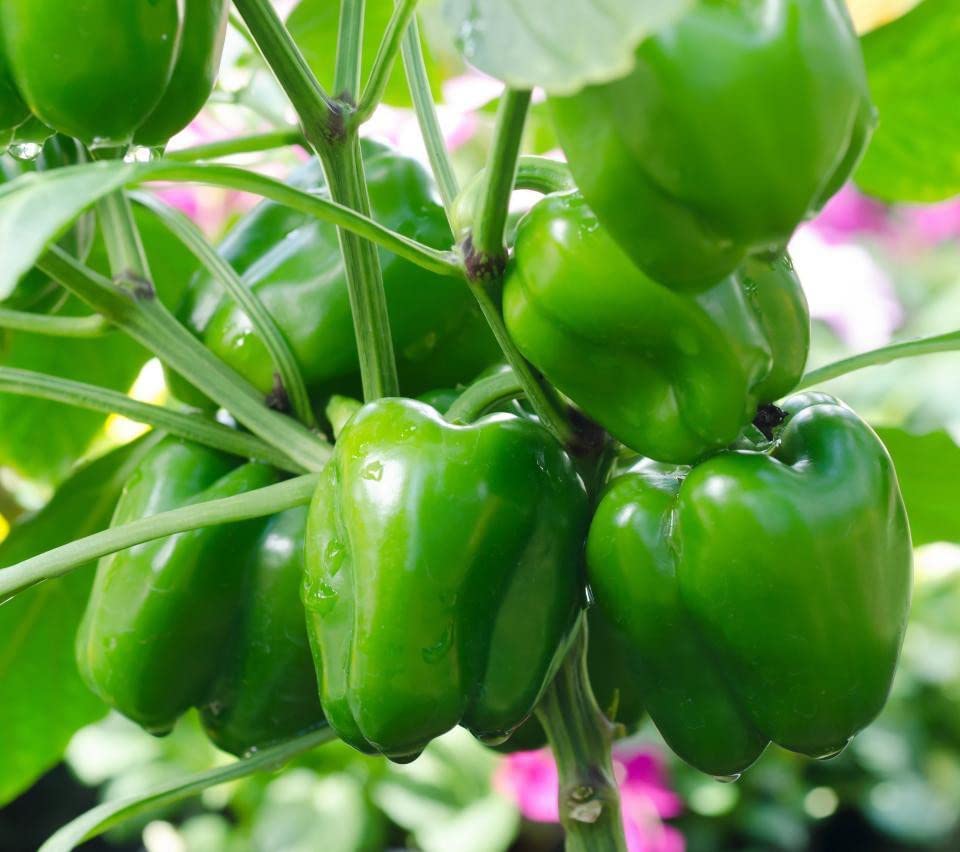 Gromax Capsicum Seeds/ Naturally Green Capsicum, Bell Pepper, Shimla Mirch Hybrid Seeds (Pack Of 40 Seeds) (B09SZ7D5HP) Amazon Price History, Amazon Price Tracker