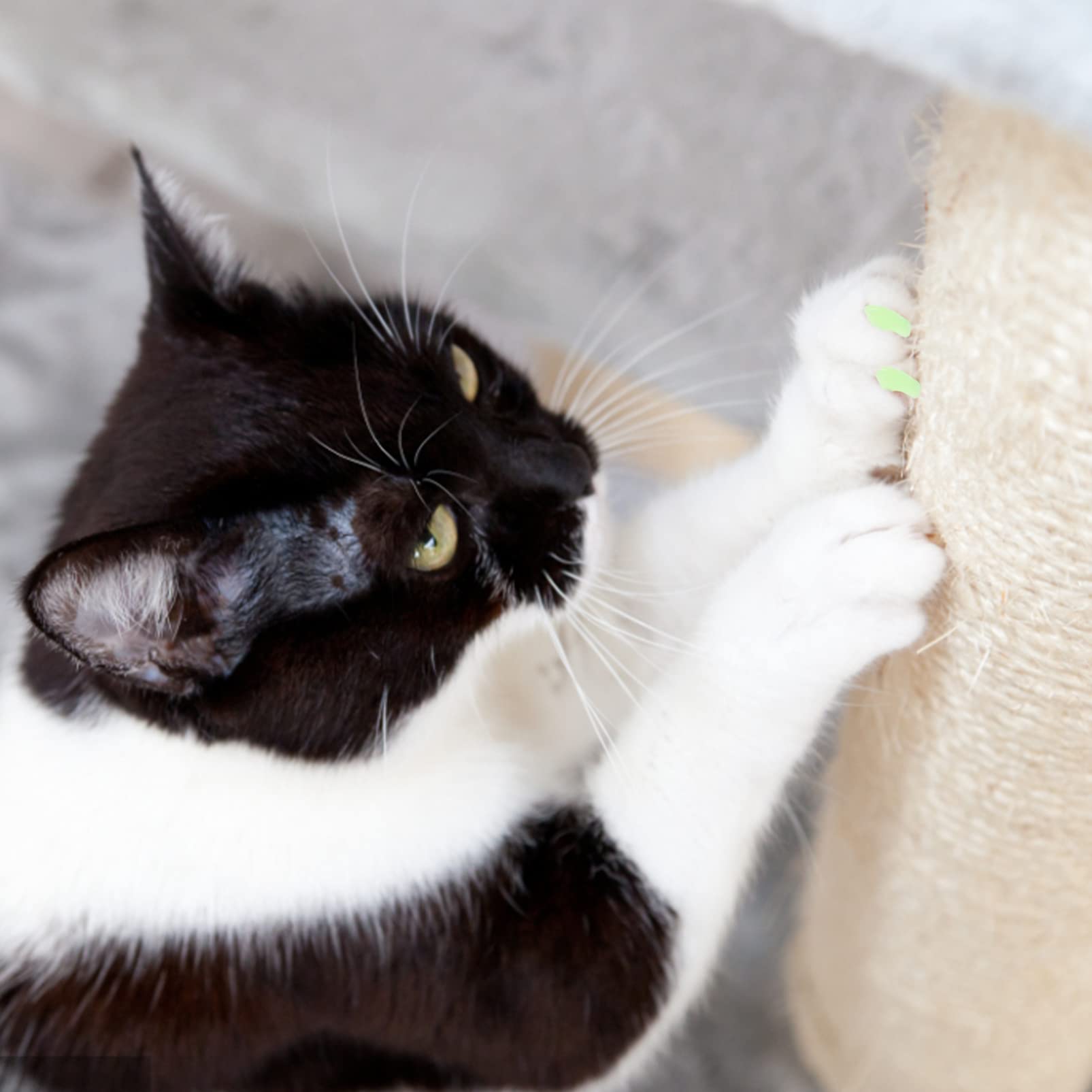 minkissy 30 Juegos Kit De Uñas De Gato Tapas De Garras Blandas Cubiertas De Uñas De Gato Garras De Gato con Pegamento Tapas De Uñas para Gatos Gatito Gel De Sílice Rasguño De Gato Cuidado
