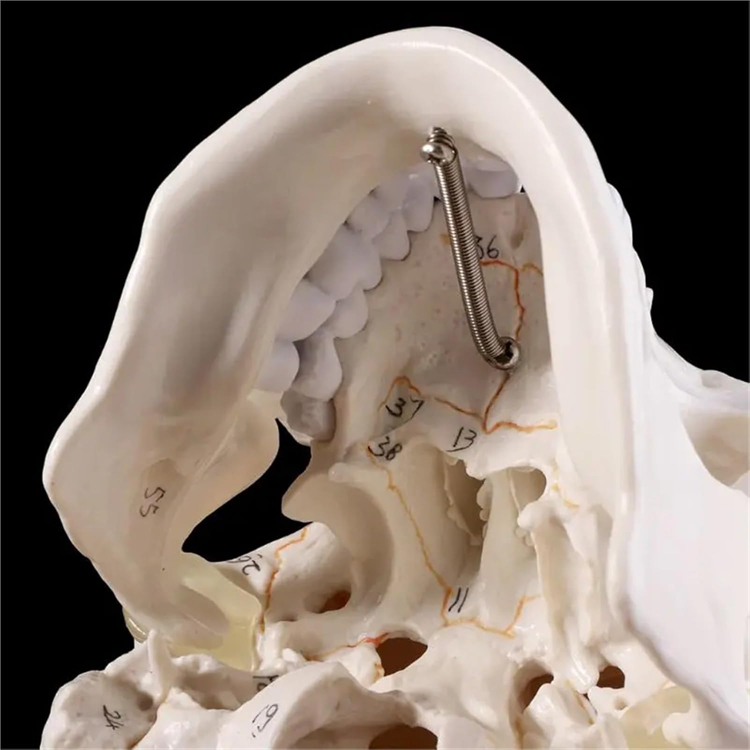 Medical Props Model Life Size Human Skull Model Anatomical Anatomy Medical Skeleton Head Studying Teaching Supplies