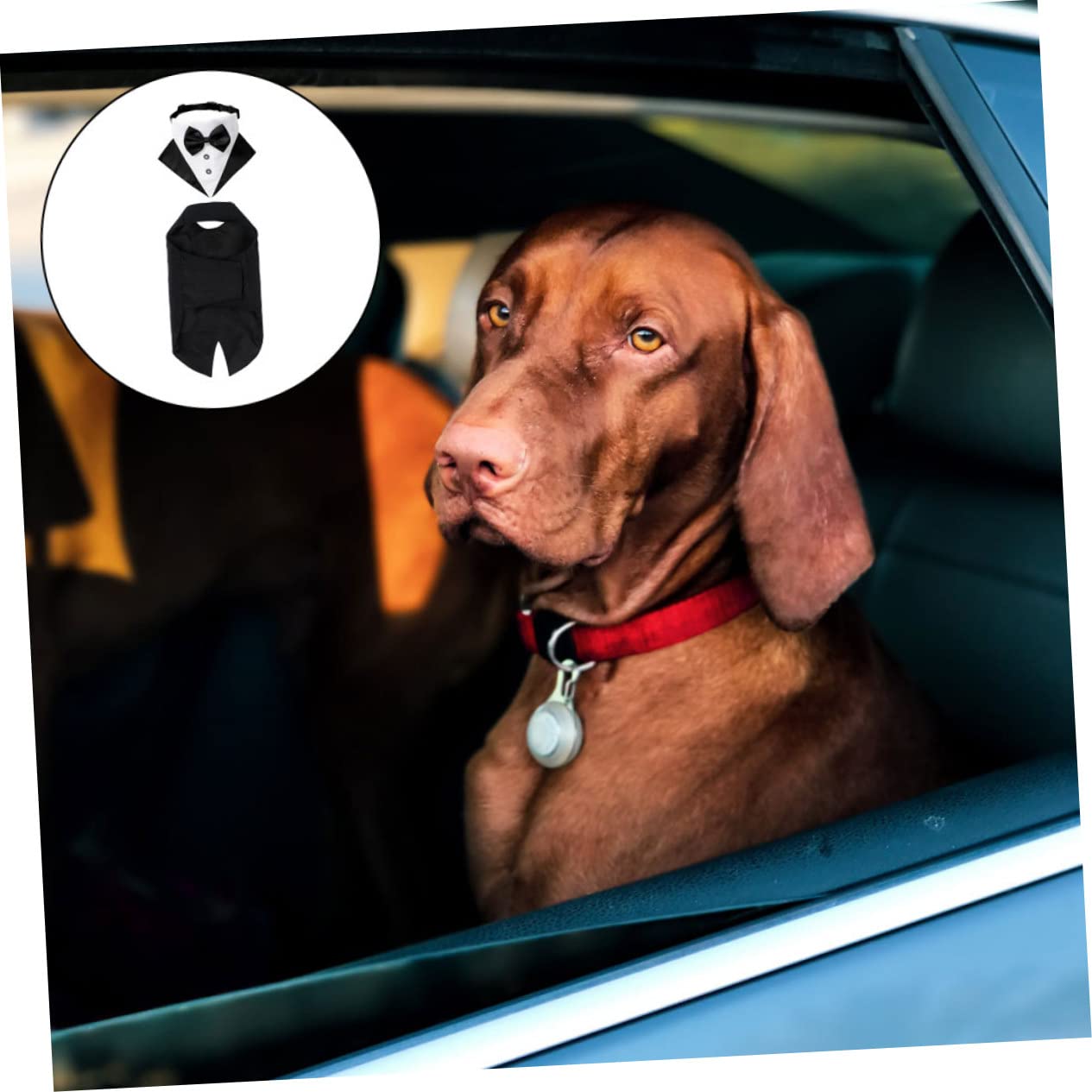 INOOMP 2sets Look Abbigliamento Formale Per Comprendente Un Bandana Cravattino Per Matrimoni e Speciali Costume è Facile Indossare Chiusura è e Accattivante Assicurando Per e Cerimonie