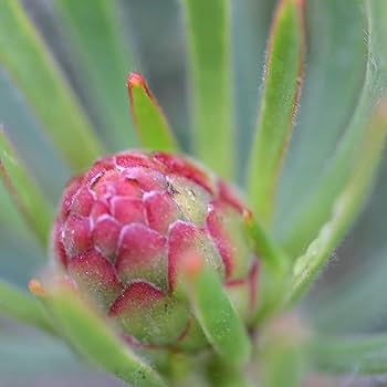 スモークツリー とリューカデンドロンの2Wayガーランド 千日紅　かすみ草 楽天市場】リュウカデンドロン（リューカデンドロン）サファリ