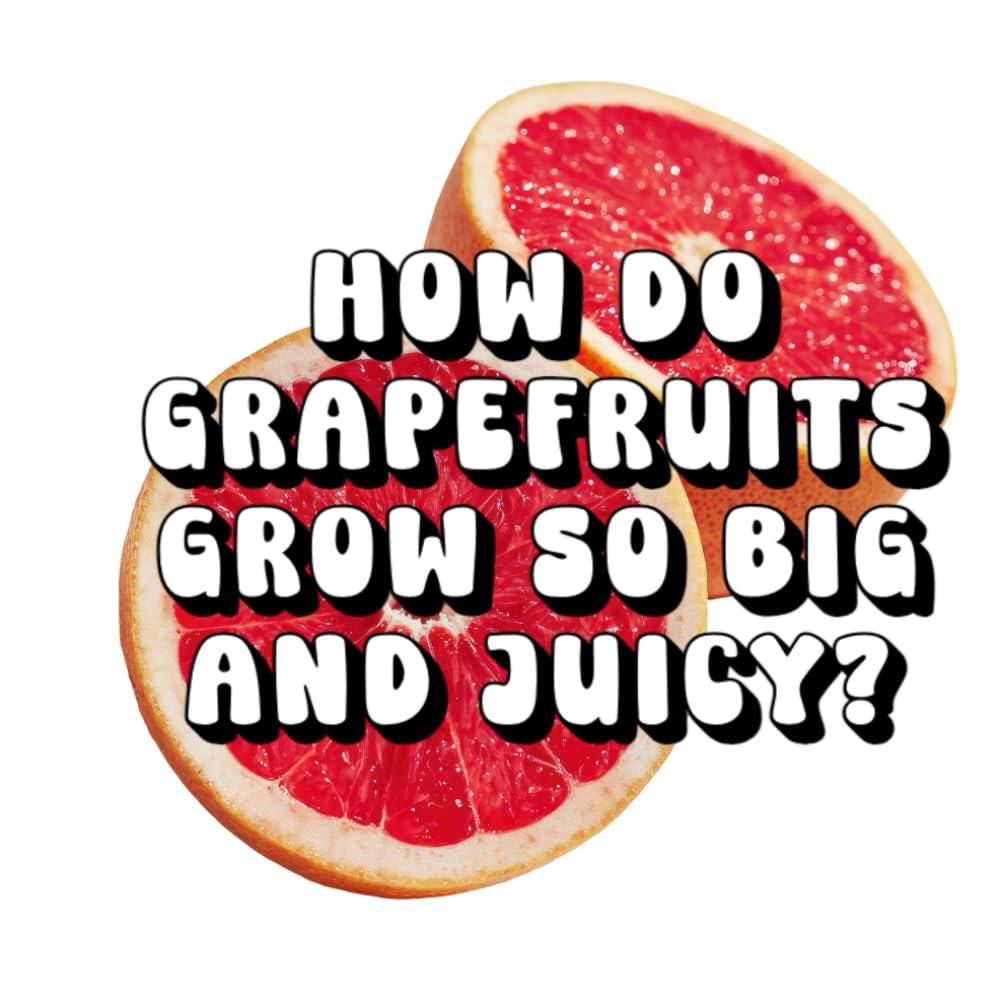 How Do Grapefruits Grow So Big and Juicy?
