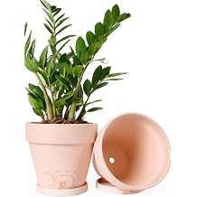 INGOFIN Terracotta Plant Pots 8 Inch Set of 2, Red White Clay Flower Pots with Drainage Holes & Tray Saucers, Breathable Garden Planters for Indoor Outdoor, Succulent, Cactus, Herbs