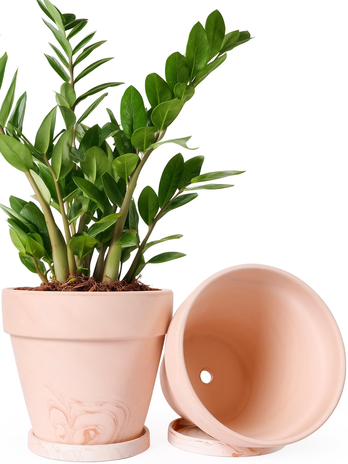 Photo 1 of INGOFIN 8 Inch Terracotta Plant Pots with Saucers, 2 Pack