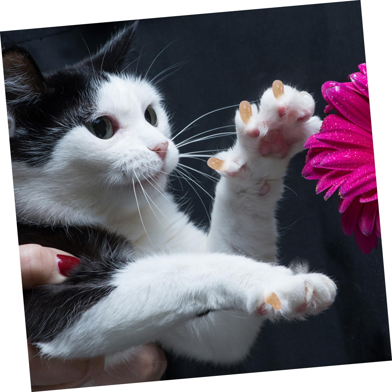 Sosoport 300stücke Katzenkrallenabdeckungen Sicherer Krallenschutz Für Katzen Flexibles Design Für Kratzschutz Und Pflegemaßnahmen