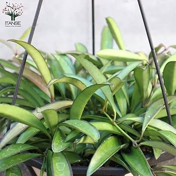 ☘観葉植物☘ホヤ チャイナビーンズ⑤ ロンギフォリア 26440_1.jpg