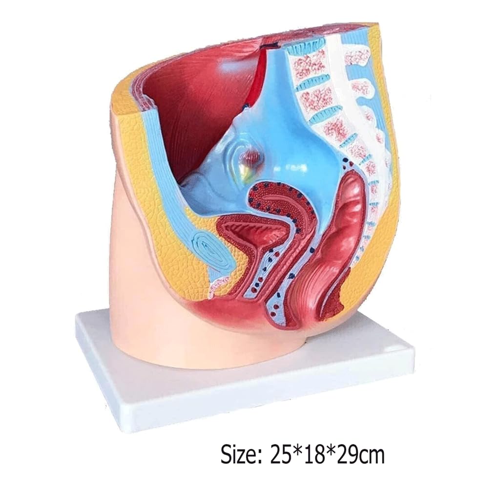 Amazon.co.jp: 女性骨盤断面モデル婦人科泌尿器生殖器系モデル女性矢状