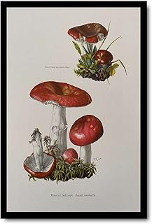 MEIXI MOBILE Canvas Print PosterVintage Russula Mushroom Print Antique Natural Science and Spores Poster Home Decor Wall Art Living Room Bedroom Home Decoration 8x12inch-Solid wood