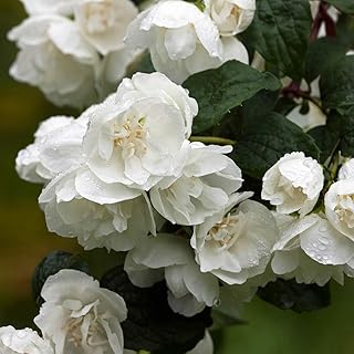 You Garden - 1 x Philadelphus Virginal - Mock Orange Plant in a 2L Pot - Beautiful White Blossom Tree for Gardens Supplied as 1 x Establsihed Plant Ready to Plant Out Now