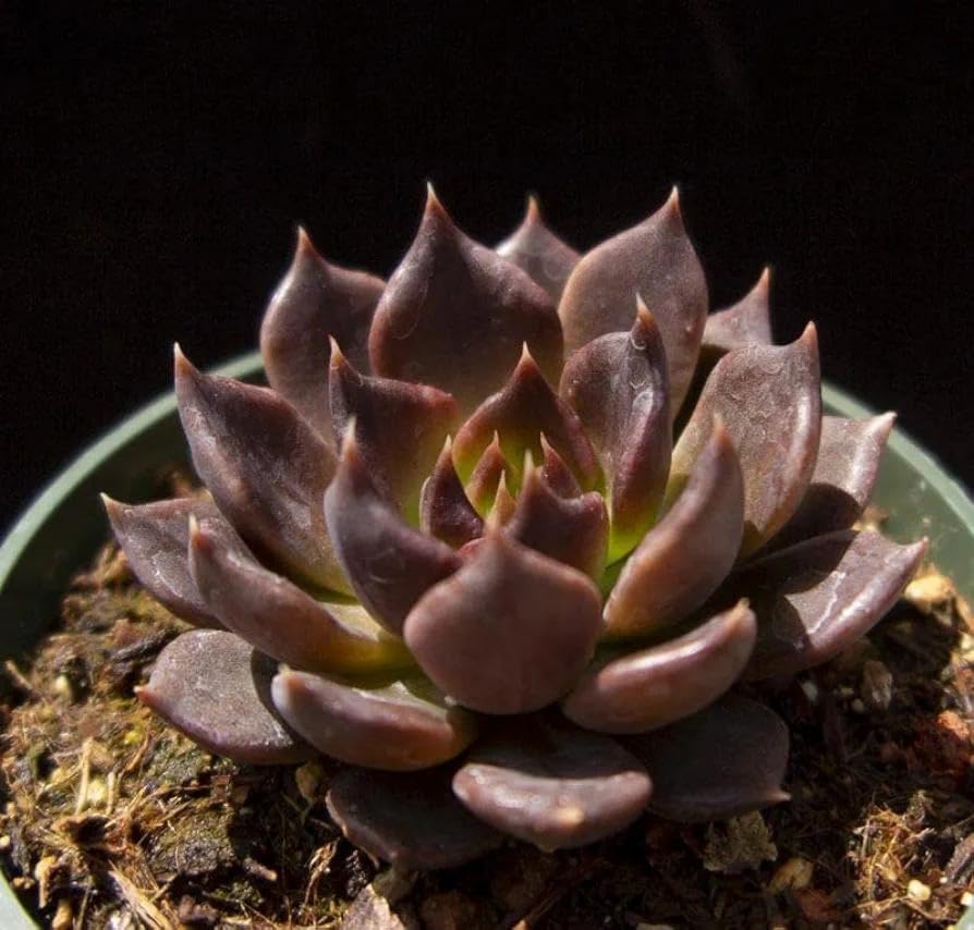 GrowHeaven Live Black Vishnu Laxmi Kamal Succulent plant With Pot For Indoor Home decor (B0D22LMQTS) Amazon Price History, Amazon Price Tracker