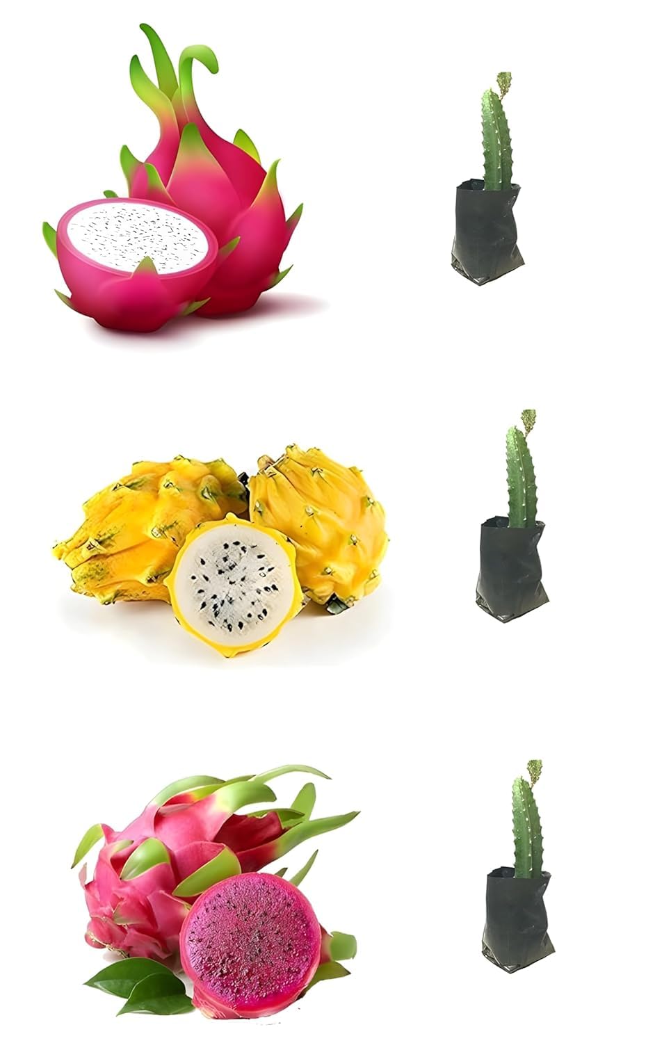 See full amazon price history chart for NABAT Combo pack of 3 Rare Two Pink Variety & One Yellow skin White Flesh Dragon Fruit Live Rooted Plant 1 FT DRAGON FRUIT LIVE PLANT 3 Cutting NABAT Combo pack of 3 Rare Two Pink Variety & One Yellow skin White Flesh Dragon Fruit Live Rooted Plant 1 FT DRAGON FRUIT LIVE PLANT 3 Cutting (B0CTYMYR6M) Amazon Price History, Amazon Price Tracker